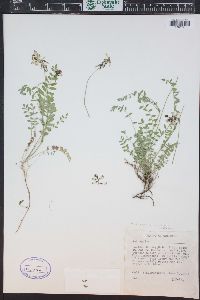 Astragalus alpinus image