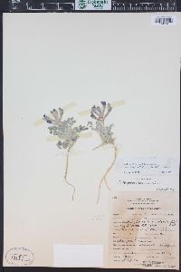 Astragalus amphioxys var. vespertinus image