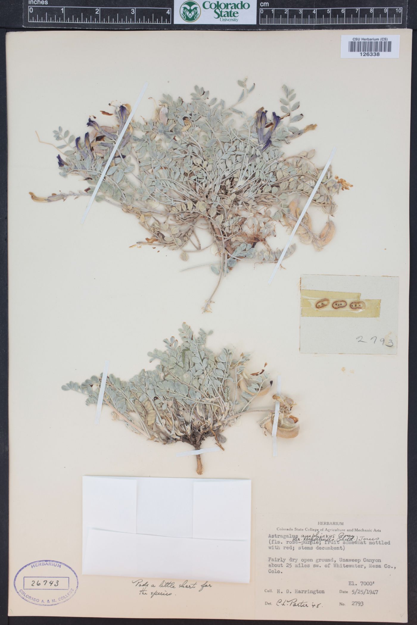 Astragalus amphioxys var. vespertinus image