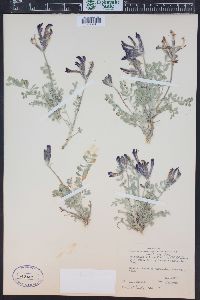 Astragalus amphioxys var. vespertinus image