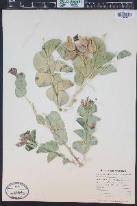 Astragalus asclepiadoides image