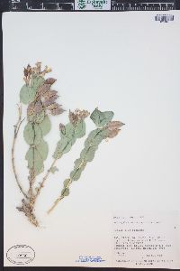 Astragalus asclepiadoides image