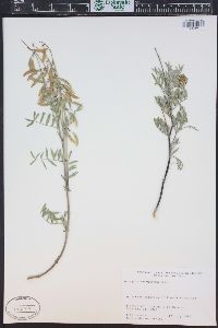 Astragalus australis image