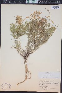 Astragalus australis image