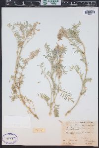 Astragalus bisulcatus image