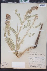 Astragalus bisulcatus image