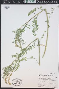 Astragalus bisulcatus image