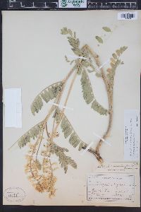 Astragalus bisulcatus image