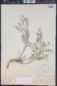 Astragalus bisulcatus image