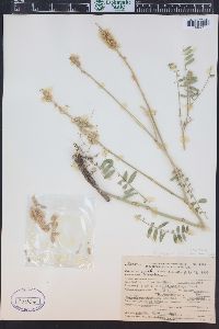 Astragalus bisulcatus image