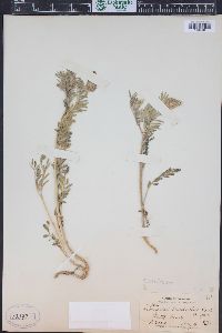 Astragalus bisulcatus image