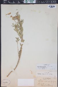 Astragalus bisulcatus image