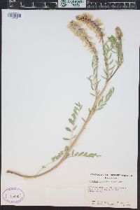 Astragalus bisulcatus image