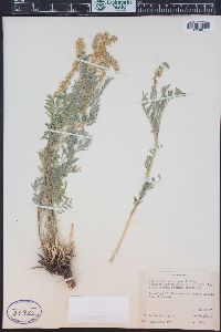 Astragalus bisulcatus var. haydenianus image