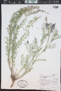 Astragalus bisulcatus image