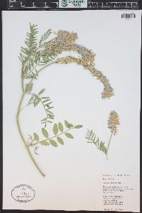 Astragalus bisulcatus image