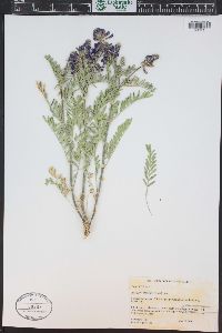 Astragalus bisulcatus image