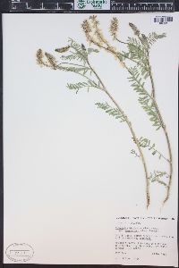 Astragalus bisulcatus image