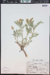 Astragalus bisulcatus image