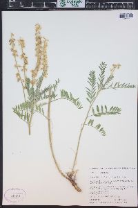 Astragalus bisulcatus image