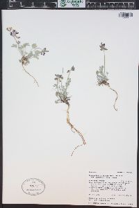 Astragalus calycosus var. scaposus image