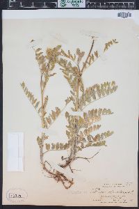 Astragalus canadensis image