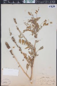 Astragalus canadensis image