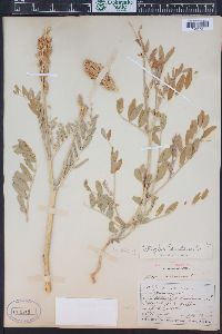 Astragalus canadensis image