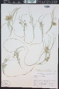 Astragalus ceramicus image