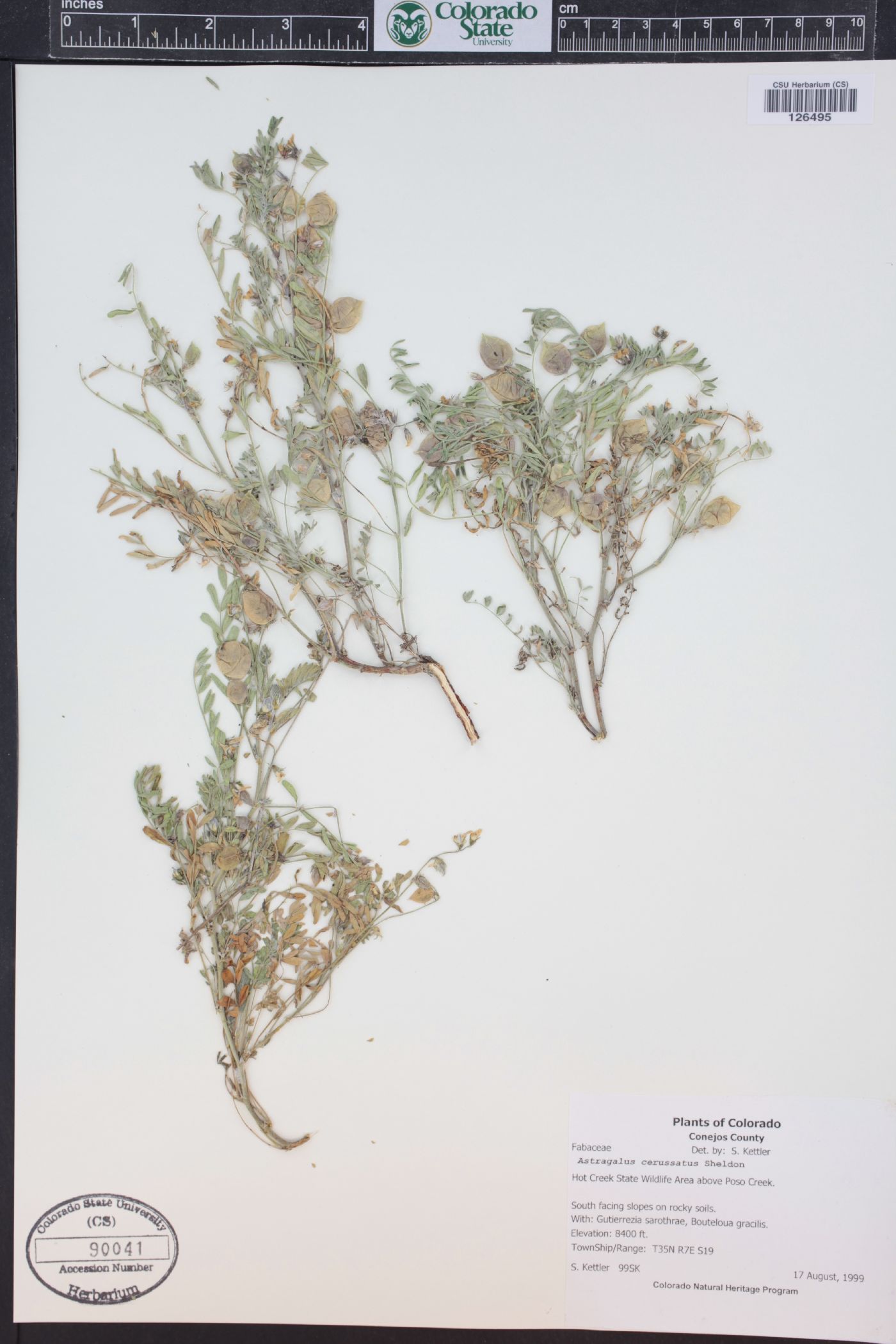 Astragalus cerussatus image
