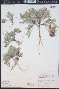 Astragalus chamaeleuce image