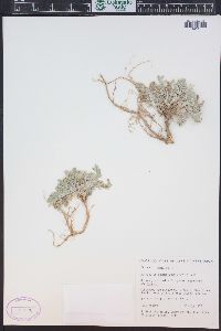 Astragalus chamaeleuce image