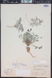 Astragalus chamaeleuce image