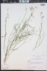 Astragalus coltonii image