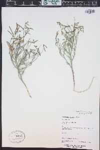 Astragalus convallarius image