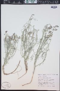 Astragalus convallarius image