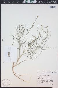 Astragalus convallarius image