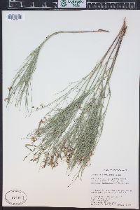 Astragalus convallarius image