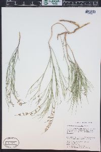 Astragalus convallarius image