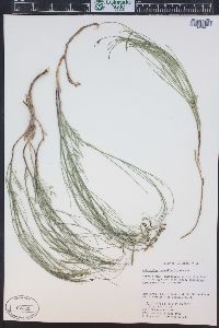 Astragalus convallarius image