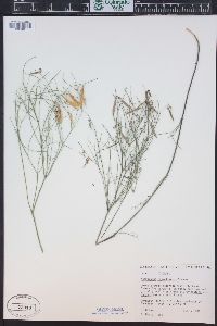 Astragalus convallarius image