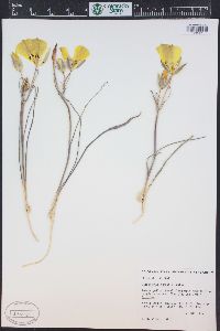 Calochortus aureus image