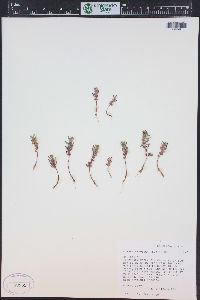 Rotala ramosior image