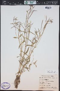 Epilobium palustre image