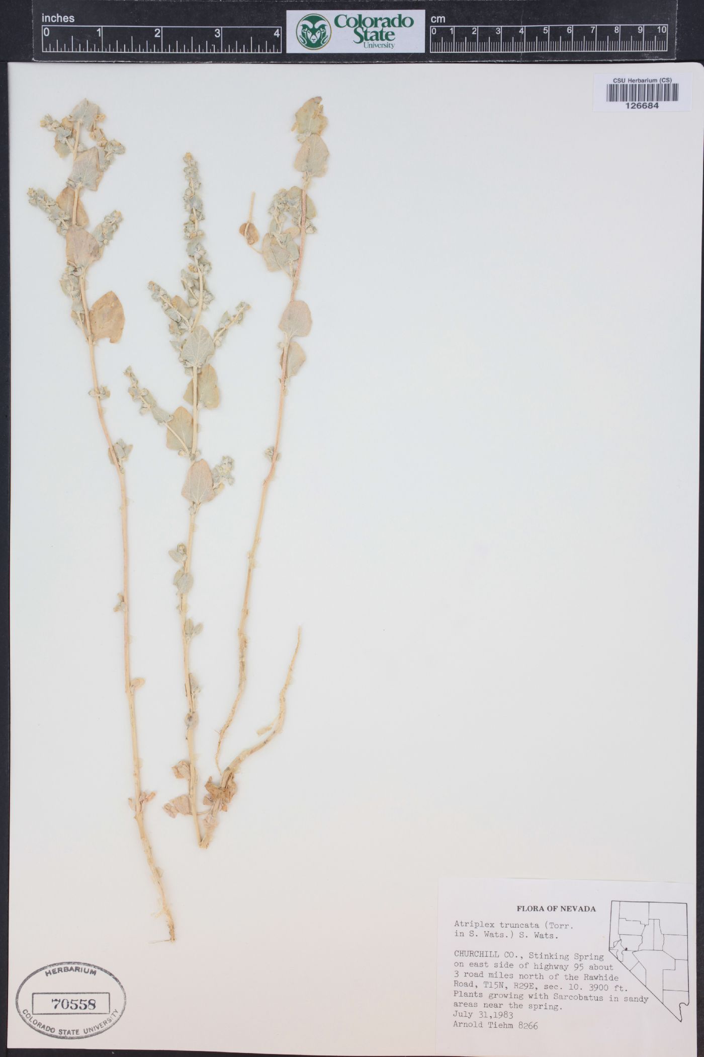 Atriplex truncata image