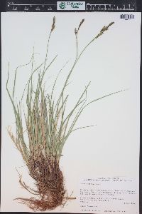 Carex parryana image