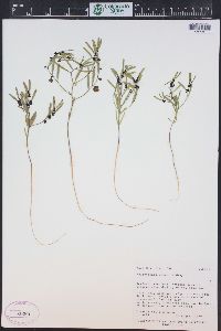 Phyllanthus warnockii image