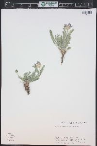 Astragalus agrestis image