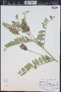 Astragalus canadensis image