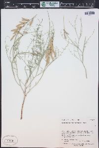 Astragalus duchesnensis image